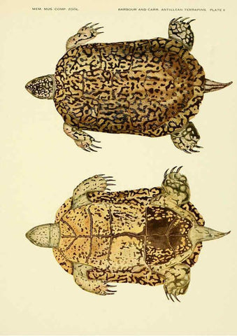 Reproducción/Reproduction 6465666865: Antillean terrapins Cambridge, U.S.A.,Printed for the Museum,1940