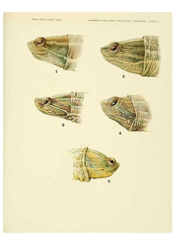 Reproducción/Reproduction 6465667195: Antillean terrapins Cambridge, U.S.A.,Printed for the Museum,1940
