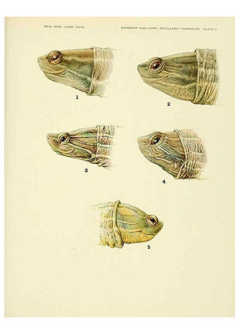 Reproducción/Reproduction 6465667195: Antillean terrapins Cambridge, U.S.A.,Printed for the Museum,1940
