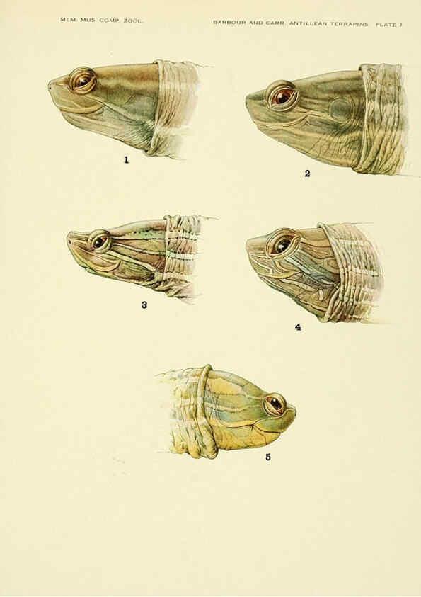 Reproducción/Reproduction 6465667195: Antillean terrapins Cambridge, U.S.A.,Printed for the Museum,1940