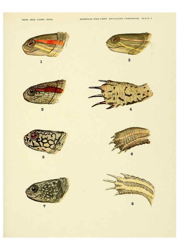 Reproducción/Reproduction 6465667475: Antillean terrapins Cambridge, U.S.A.,Printed for the Museum,1940