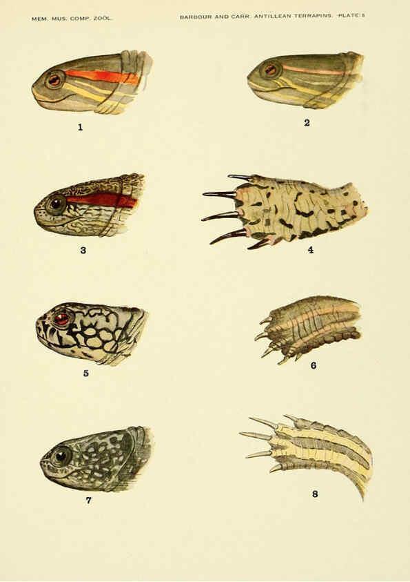 Reproducción/Reproduction 6465667475: Antillean terrapins Cambridge, U.S.A.,Printed for the Museum,1940