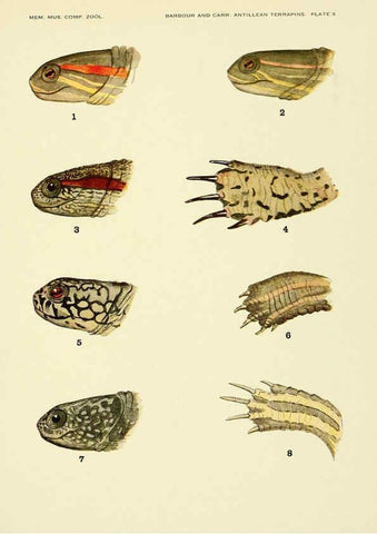 Reproducción/Reproduction 6465667475: Antillean terrapins Cambridge, U.S.A.,Printed for the Museum,1940