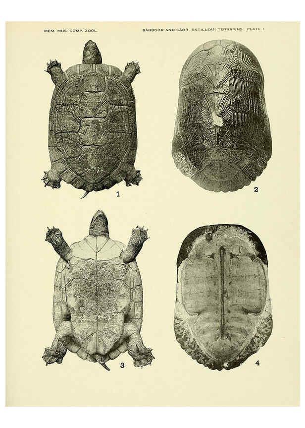 Reproducción/Reproduction 6465665253: Antillean terrapins Cambridge, U.S.A.,Printed for the Museum,1940