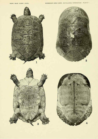 Reproducción/Reproduction 6465665253: Antillean terrapins Cambridge, U.S.A.,Printed for the Museum,1940