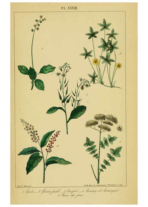 Reproducción/Reproduction 6459826279: Traité pratique et raisonné des plantes médicinales indigènes. 1868. Paris,P. Asselin,1868