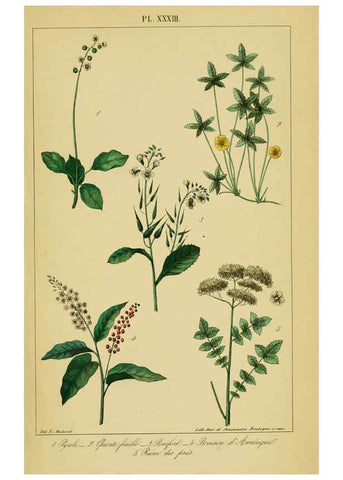 Reproducción/Reproduction 6459826279: Traité pratique et raisonné des plantes médicinales indigènes. 1868. Paris,P. Asselin,1868