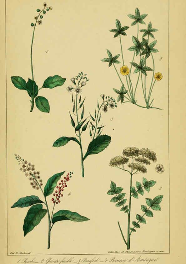 Reproducción/Reproduction 6459826279: Traité pratique et raisonné des plantes médicinales indigènes. 1868. Paris,P. Asselin,1868