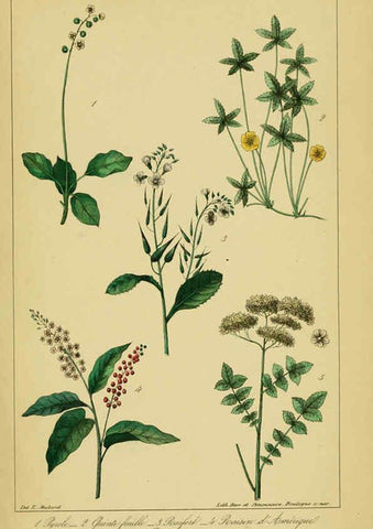 Reproducción/Reproduction 6459826279: Traité pratique et raisonné des plantes médicinales indigènes. 1868. Paris,P. Asselin,1868