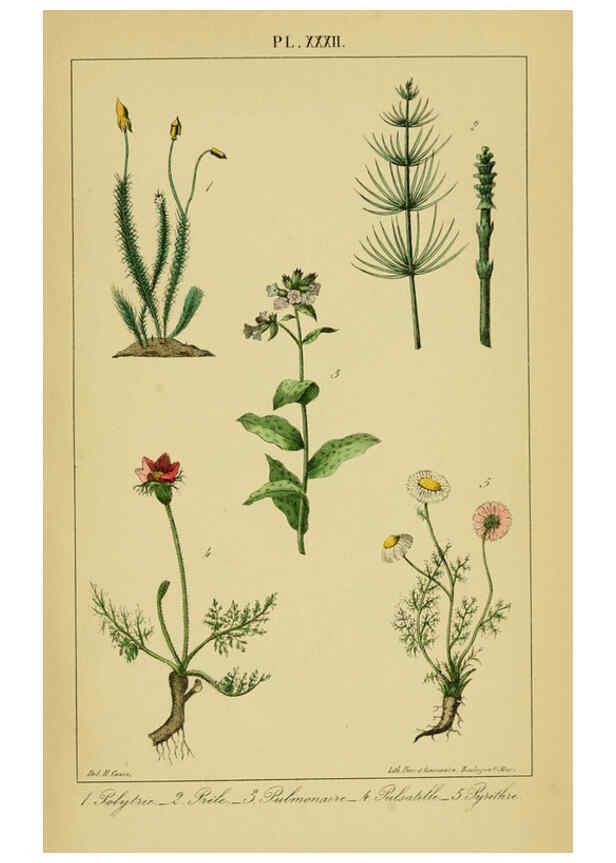 Reproducción/Reproduction 6459825795: Traité pratique et raisonné des plantes médicinales indigènes. 1868. Paris,P. Asselin,1868