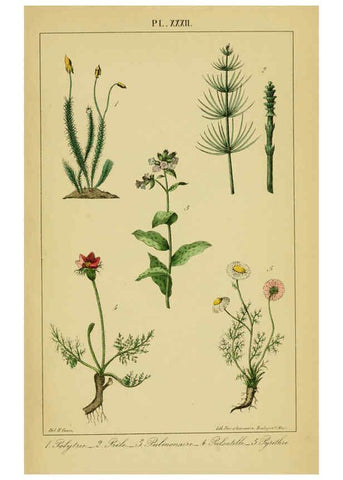 Reproducción/Reproduction 6459825795: Traité pratique et raisonné des plantes médicinales indigènes. 1868. Paris,P. Asselin,1868