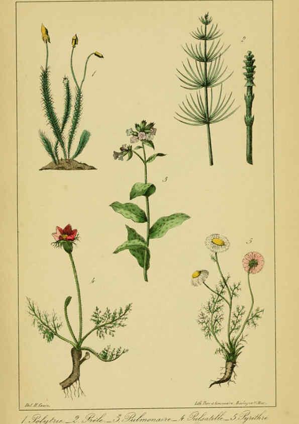 Reproducción/Reproduction 6459825795: Traité pratique et raisonné des plantes médicinales indigènes. 1868. Paris,P. Asselin,1868