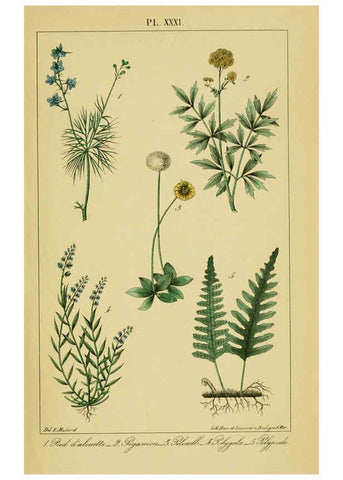 Reproducción/Reproduction 6459825151: Traité pratique et raisonné des plantes médicinales indigènes. 1868. Paris,P. Asselin,1868
