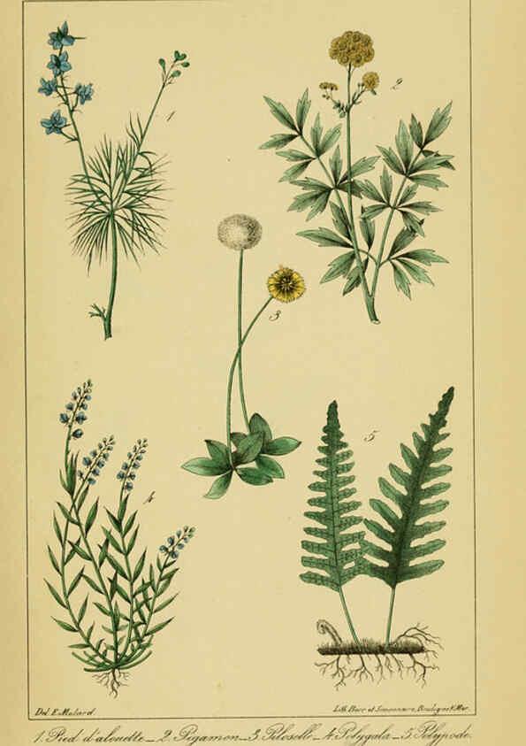 Reproducción/Reproduction 6459825151: Traité pratique et raisonné des plantes médicinales indigènes. 1868. Paris,P. Asselin,1868