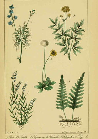 Reproducción/Reproduction 6459825151: Traité pratique et raisonné des plantes médicinales indigènes. 1868. Paris,P. Asselin,1868