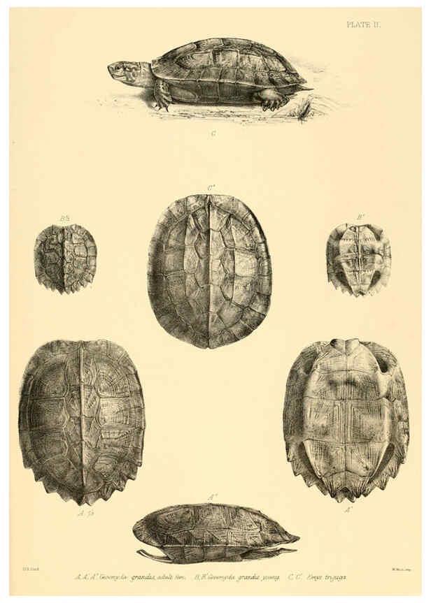 Reproducción/Reproduction 6459721433: The reptiles of British India London :Pub. for the Ray society by R. Hardwicke,1864