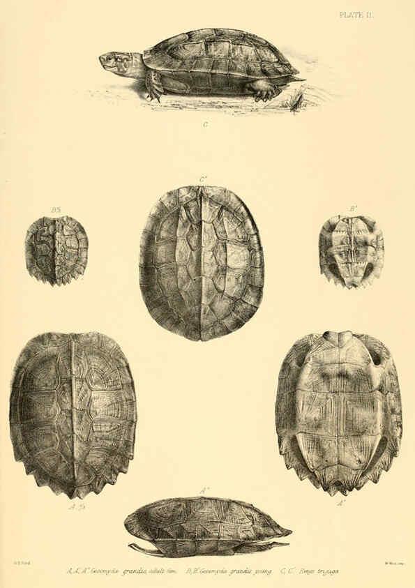 Reproducción/Reproduction 6459721433: The reptiles of British India London :Pub. for the Ray society by R. Hardwicke,1864