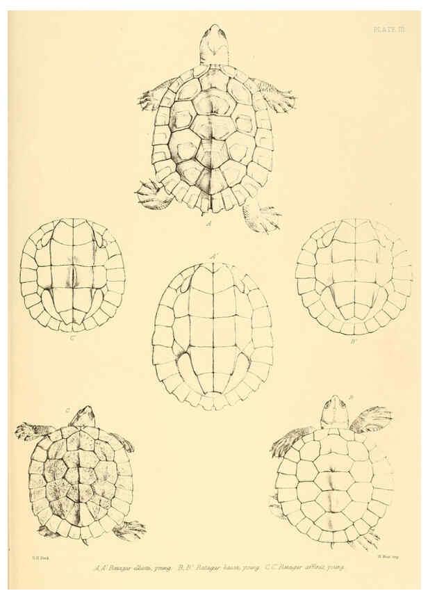 Reproducción/Reproduction 6459721875: The reptiles of British India London :Pub. for the Ray society by R. Hardwicke,1864