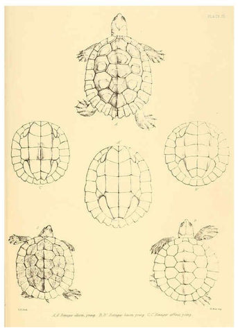Reproducción/Reproduction 6459721875: The reptiles of British India London :Pub. for the Ray society by R. Hardwicke,1864
