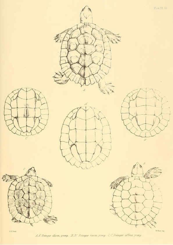 Reproducción/Reproduction 6459721875: The reptiles of British India London :Pub. for the Ray society by R. Hardwicke,1864
