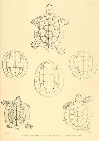 Reproducción/Reproduction 6459721875: The reptiles of British India London :Pub. for the Ray society by R. Hardwicke,1864