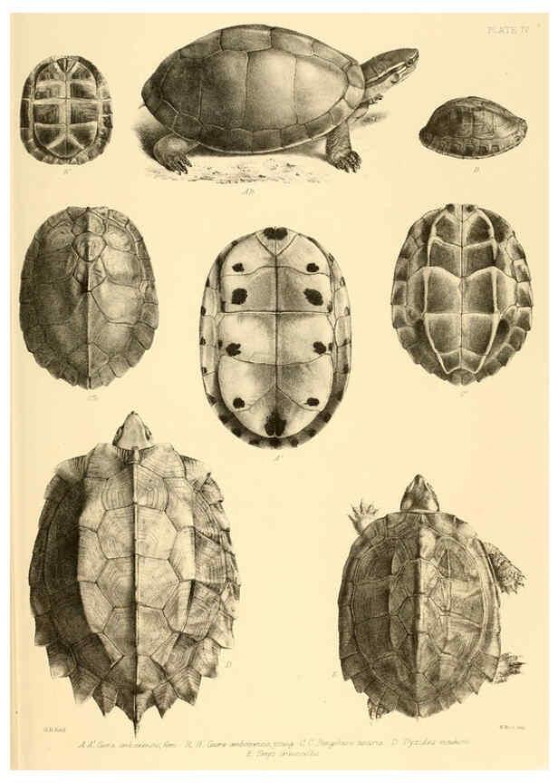 Reproducción/Reproduction 6459722203: The reptiles of British India London :Pub. for the Ray society by R. Hardwicke,1864