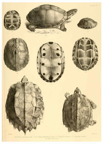 Reproducción/Reproduction 6459722203: The reptiles of British India London :Pub. for the Ray society by R. Hardwicke,1864