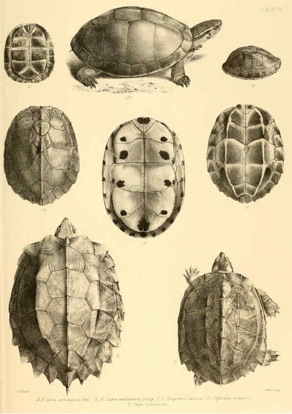 Reproducción/Reproduction 6459722203: The reptiles of British India London :Pub. for the Ray society by R. Hardwicke,1864