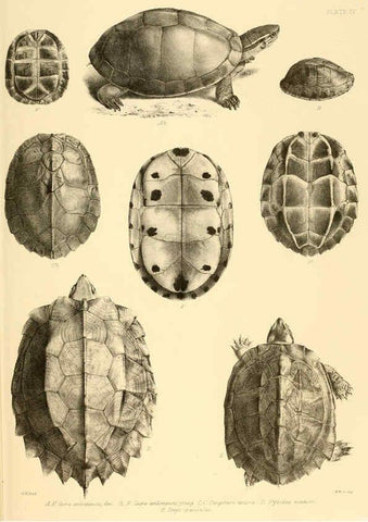 Reproducción/Reproduction 6459722203: The reptiles of British India London :Pub. for the Ray society by R. Hardwicke,1864