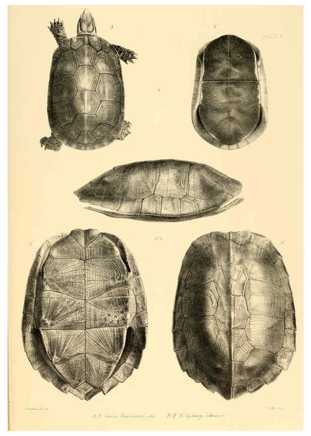 Reproducción/Reproduction 6459722593: The reptiles of British India London :Pub. for the Ray society by R. Hardwicke,1864