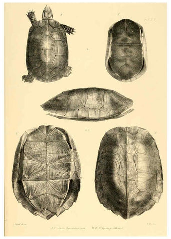 Reproducción/Reproduction 6459722593: The reptiles of British India London :Pub. for the Ray society by R. Hardwicke,1864