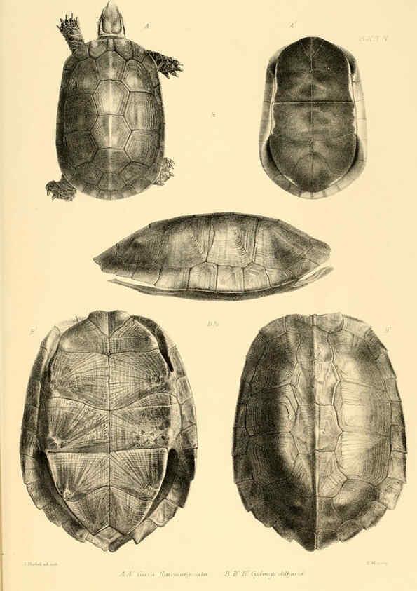 Reproducción/Reproduction 6459722593: The reptiles of British India London :Pub. for the Ray society by R. Hardwicke,1864