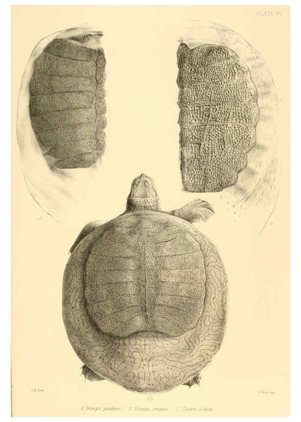 Reproducción/Reproduction 6459723051: The reptiles of British India London :Pub. for the Ray society by R. Hardwicke,1864