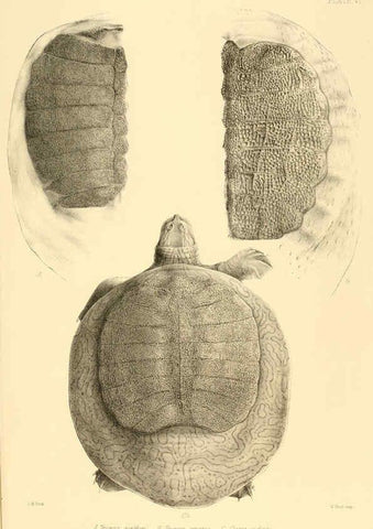Reproducción/Reproduction 6459723051: The reptiles of British India London :Pub. for the Ray society by R. Hardwicke,1864