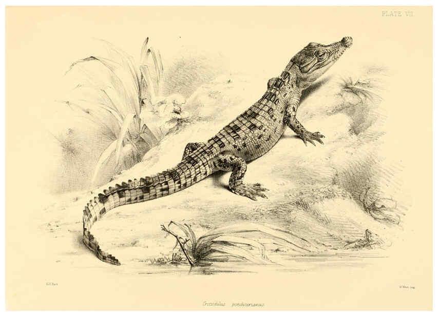 Reproducción/Reproduction 6459723401: The reptiles of British India London :Pub. for the Ray society by R. Hardwicke,1864