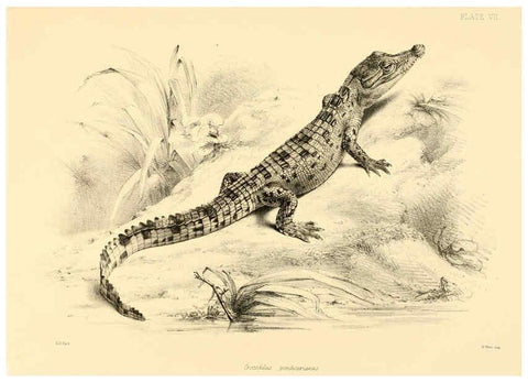 Reproducción/Reproduction 6459723401: The reptiles of British India London :Pub. for the Ray society by R. Hardwicke,1864