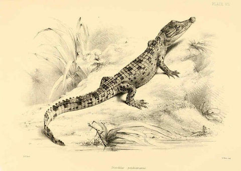 Reproducción/Reproduction 6459723401: The reptiles of British India London :Pub. for the Ray society by R. Hardwicke,1864