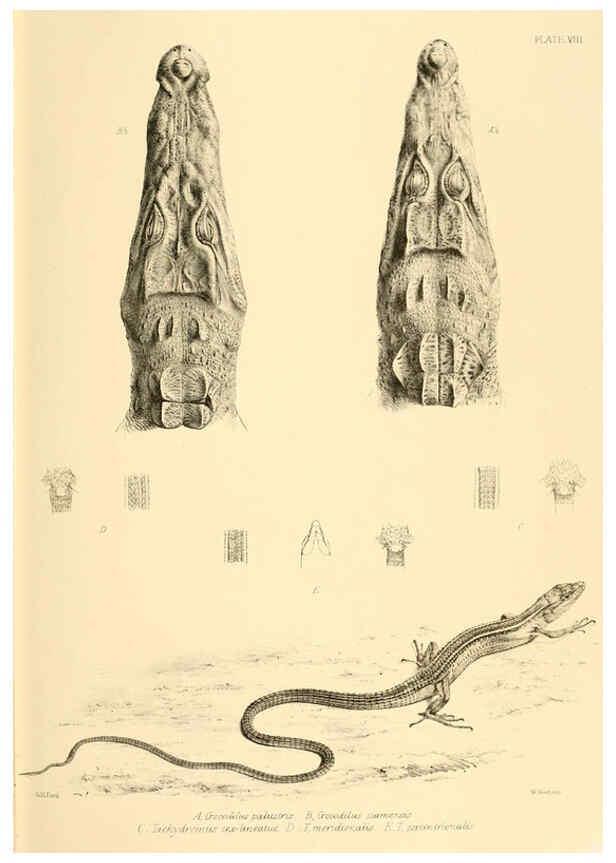 Reproducción/Reproduction 6459723927: The reptiles of British India London :Pub. for the Ray society by R. Hardwicke,1864