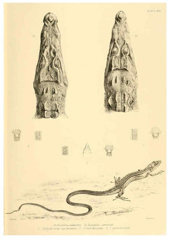 Reproducción/Reproduction 6459723927: The reptiles of British India London :Pub. for the Ray society by R. Hardwicke,1864