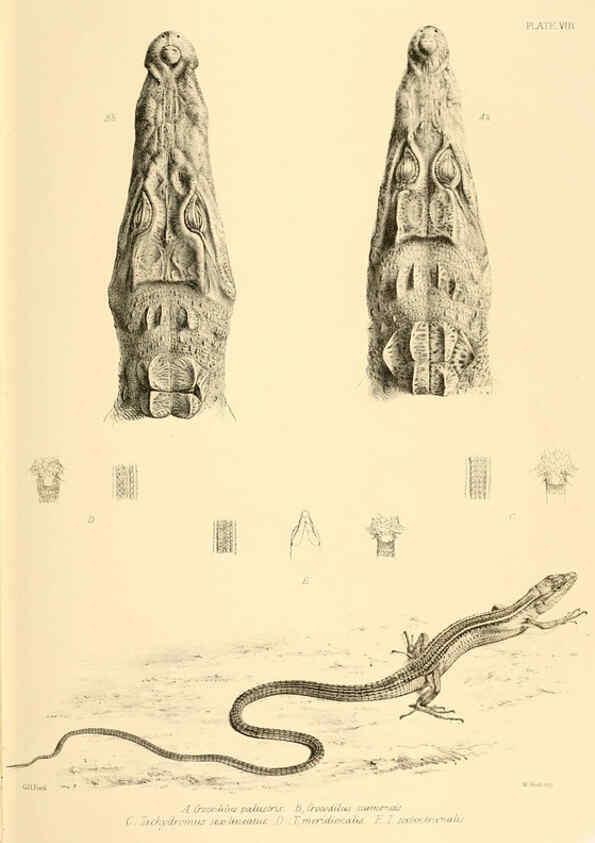 Reproducción/Reproduction 6459723927: The reptiles of British India London :Pub. for the Ray society by R. Hardwicke,1864