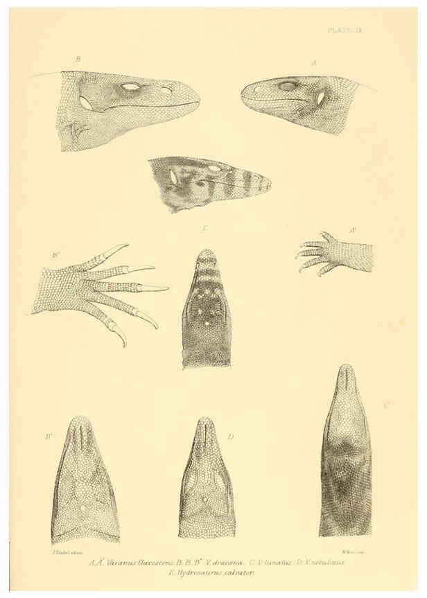 Reproducción/Reproduction 6459724453: The reptiles of British India London :Pub. for the Ray society by R. Hardwicke,1864