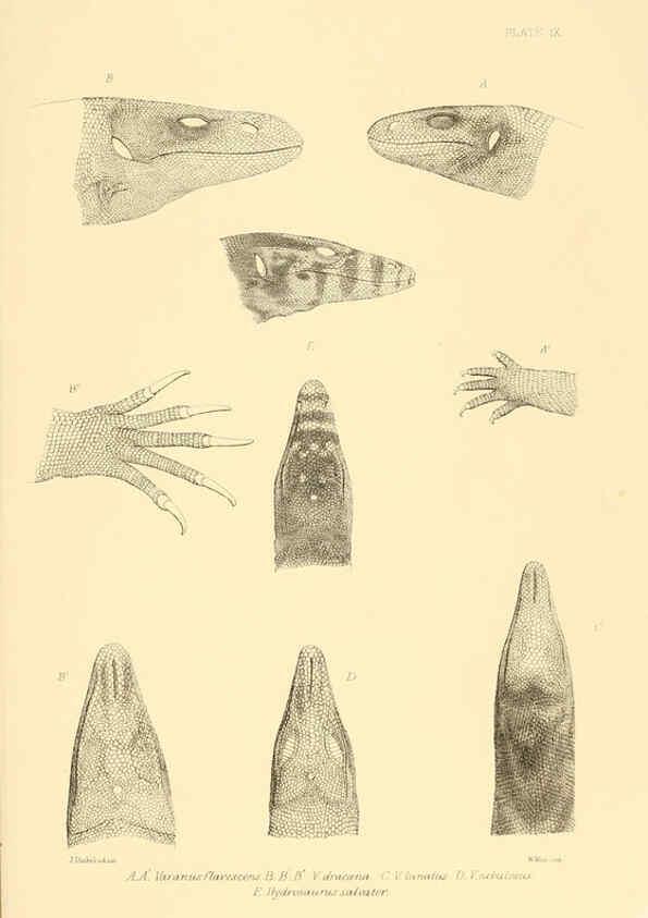Reproducción/Reproduction 6459724453: The reptiles of British India London :Pub. for the Ray society by R. Hardwicke,1864