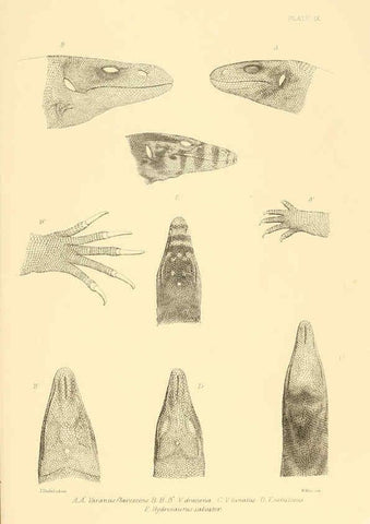 Reproducción/Reproduction 6459724453: The reptiles of British India London :Pub. for the Ray society by R. Hardwicke,1864