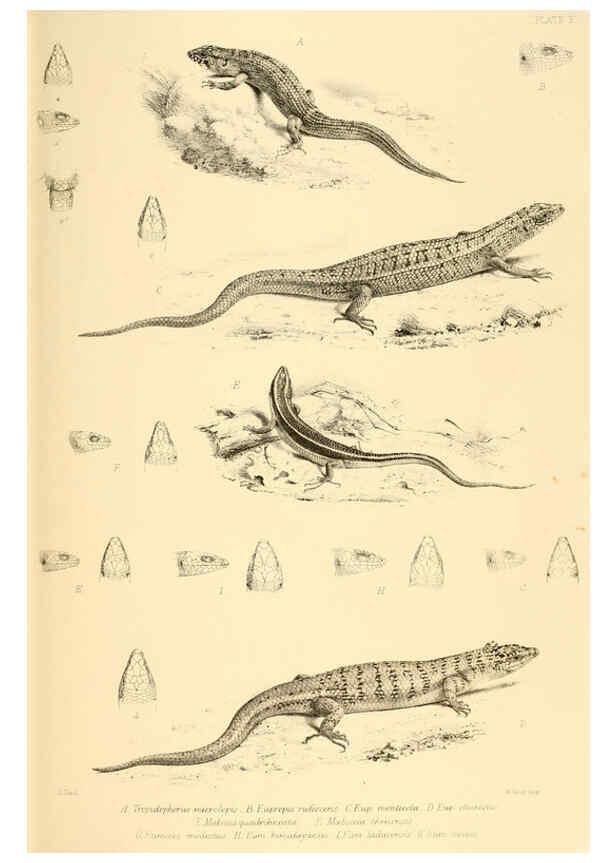 Reproducción/Reproduction 6459724799: The reptiles of British India London :Pub. for the Ray society by R. Hardwicke,1864