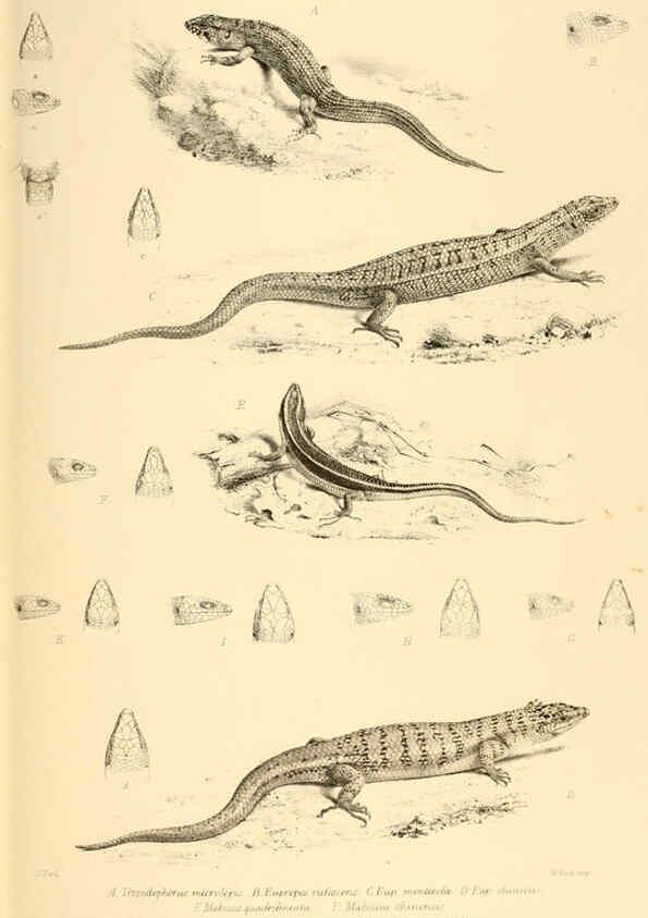 Reproducción/Reproduction 6459724799: The reptiles of British India London :Pub. for the Ray society by R. Hardwicke,1864