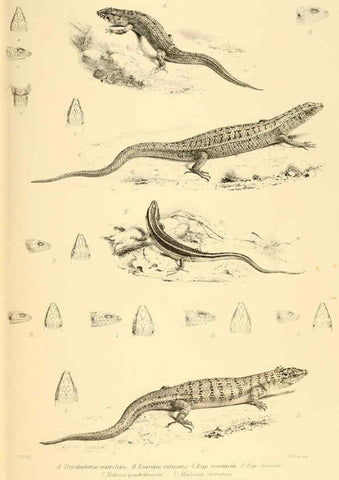 Reproducción/Reproduction 6459724799: The reptiles of British India London :Pub. for the Ray society by R. Hardwicke,1864