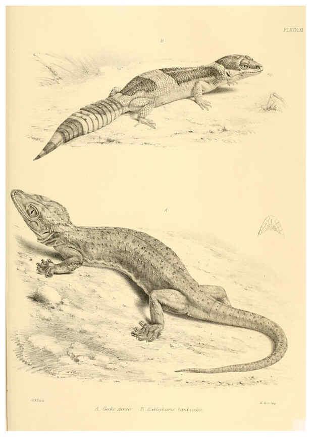 Reproducción/Reproduction 6459725135: The reptiles of British India London :Pub. for the Ray society by R. Hardwicke,1864