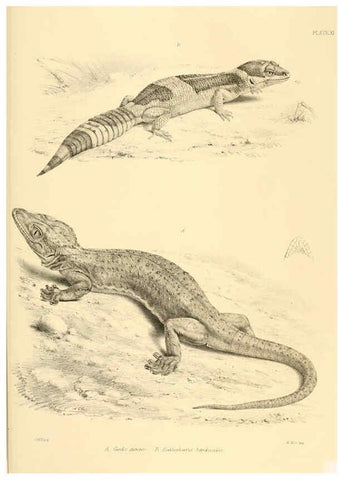 Reproducción/Reproduction 6459725135: The reptiles of British India London :Pub. for the Ray society by R. Hardwicke,1864