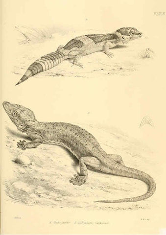 Reproducción/Reproduction 6459725135: The reptiles of British India London :Pub. for the Ray society by R. Hardwicke,1864