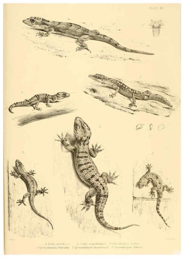 Reproducción/Reproduction 6459725529: The reptiles of British India London :Pub. for the Ray society by R. Hardwicke,1864